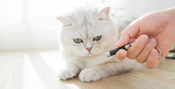 Riproduzione puntatore laser rosso 5mW con i tuoi animali domestici